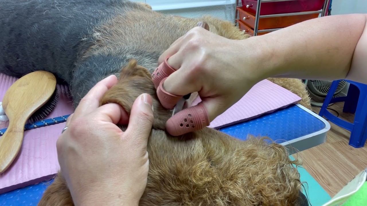 Handstripping an Airedale Terrier’s Ears