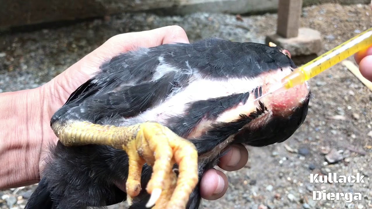 Mengobati Penyakit CRD,Ngorok,Snot Pada Ayam Sistem Injeksi (suntik)