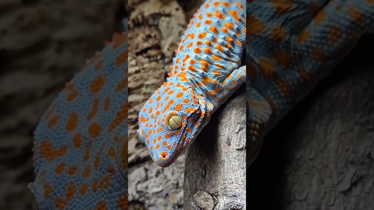 4K Ultra HD Tokay Gecko Close-Up | Stunning Blue & Orange Spotted Lizard in the Wild #gecko #tokay