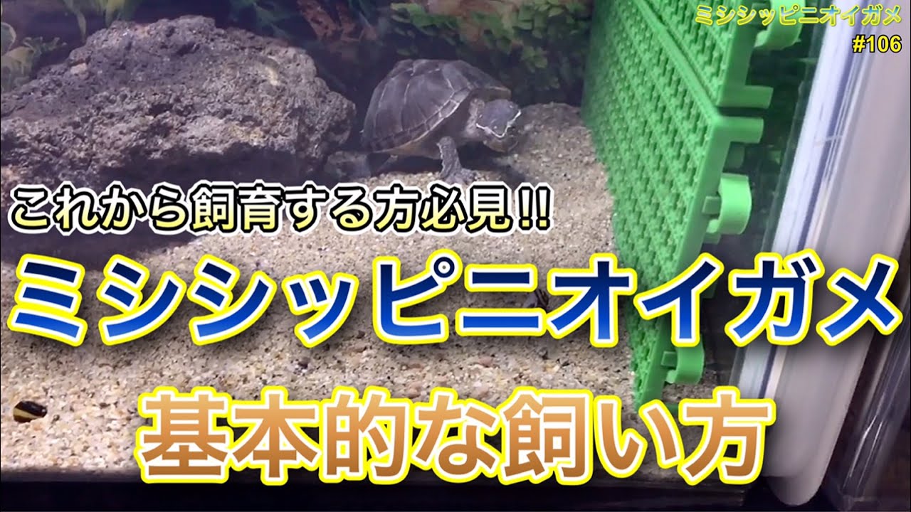 【ミシシッピニオイガメ】飼育106 必見基本的な飼い方‼︎