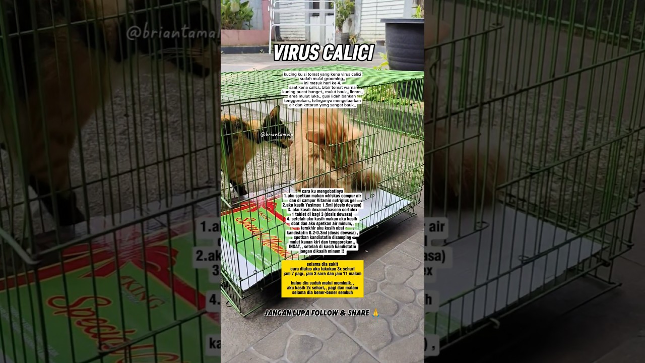 Cara Mengobati Virus Calici Pada Kucing #shorts #cat #catlovers #kucing #animals