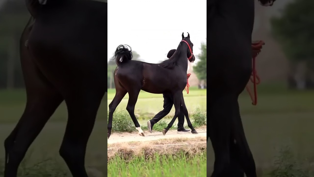 Marwari Stallion Horse 🐎#trending #viral #stallion #horser #pakistan #horselover #horseriding #mandi