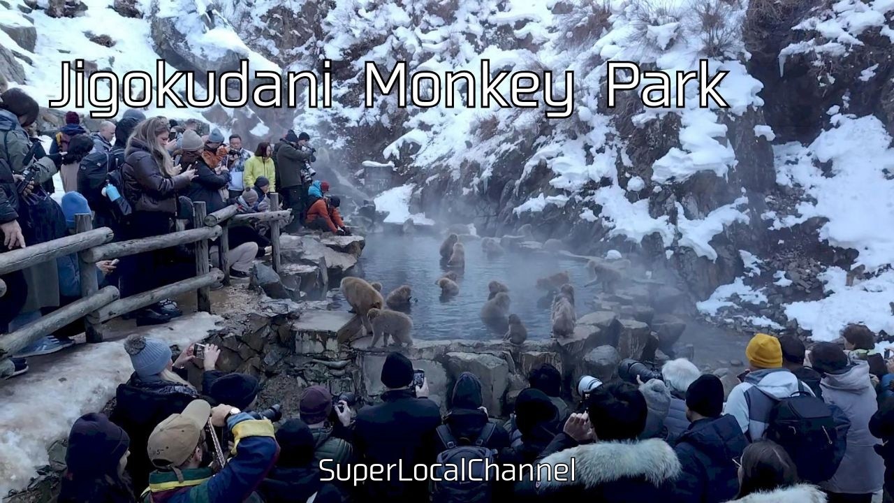 Jigokudani Monkey Park in Yamanouchi Town, Nagano, Japan