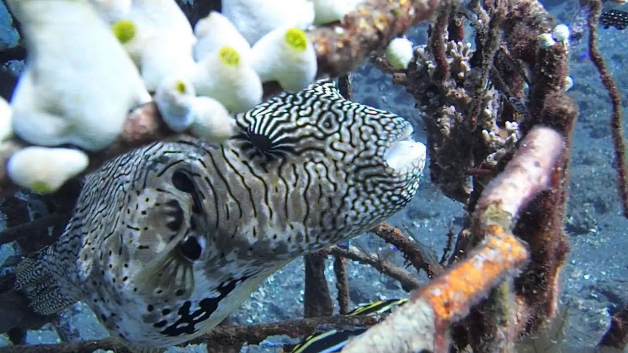 Bali (Indonesia) Amazing Underwater World - Best Spots