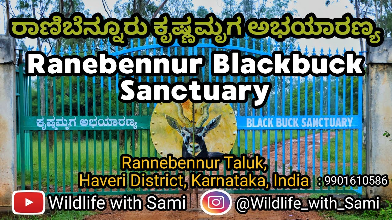The Ranebennur Blackbuck Sanctuary Documentary l wildlife with Sami