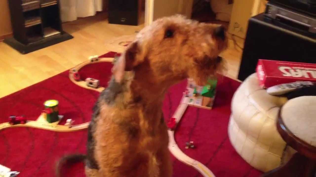 Singing airedale & why I don't play anymore...