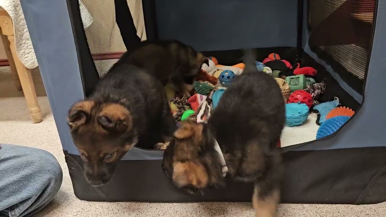 Kori x Eko litter 5 weeks old males