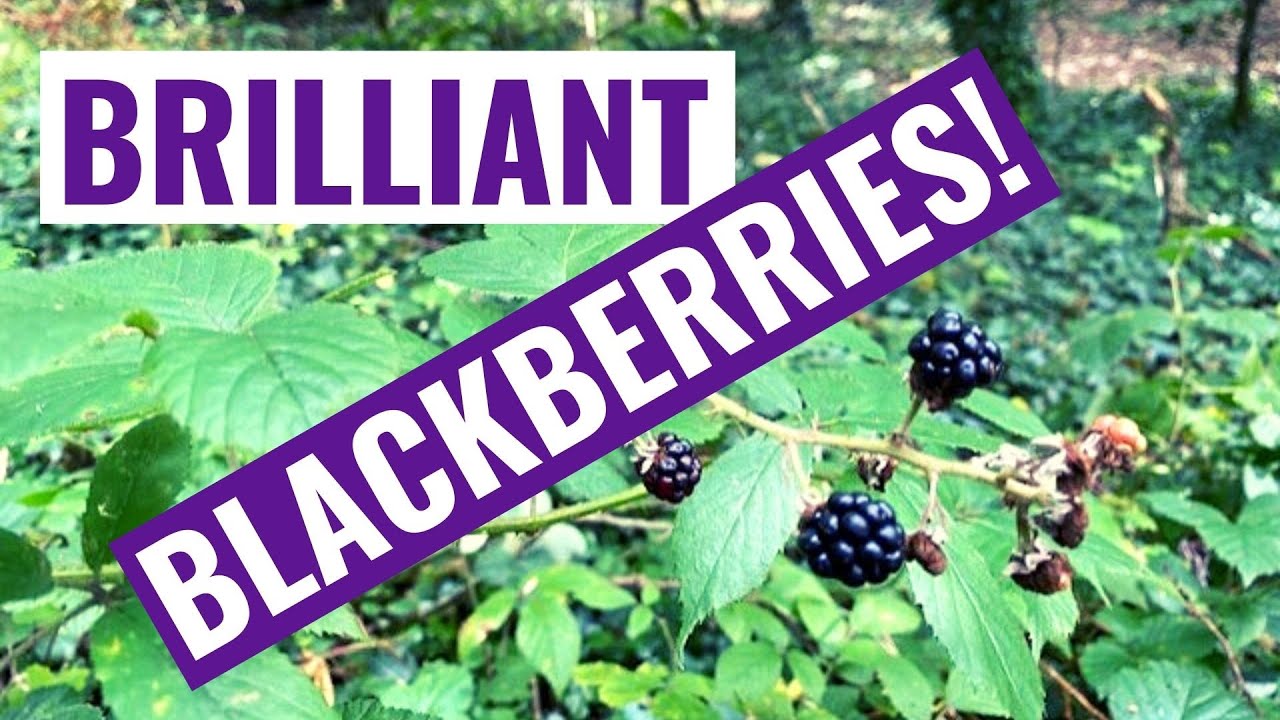 The Awesome Health Benefits Of Blackberries! Homemade Blackberry Juice Recipe!