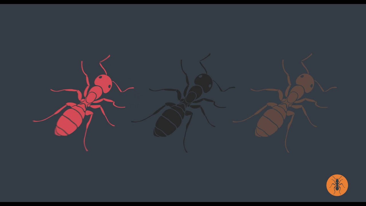 Ant Facts & Info: Homeowner's Guide to Pest Control