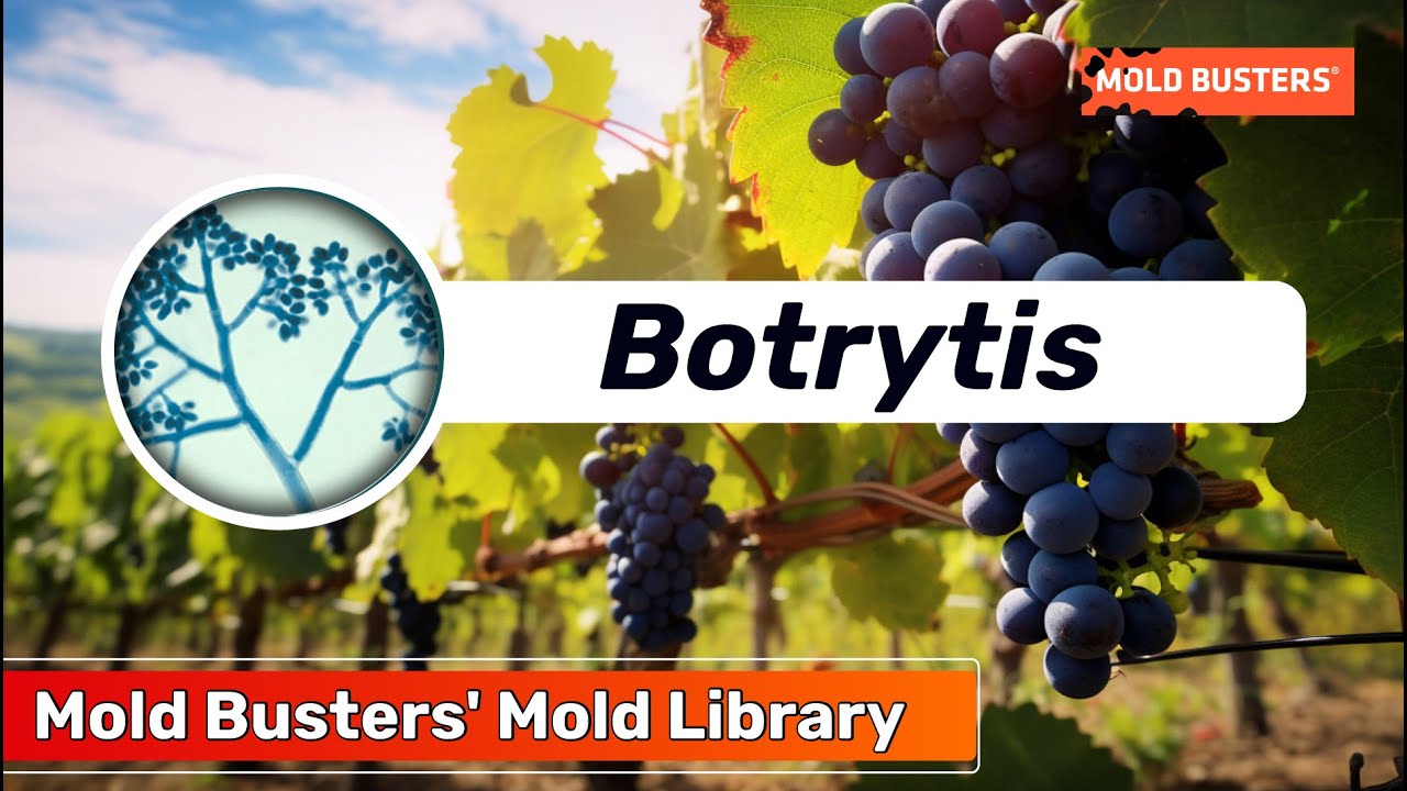 What Is Botrytis? Mold Library