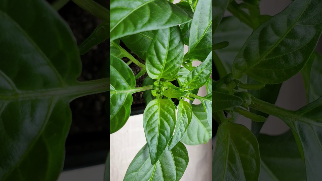 Cięcie papryki  drugie w tym sezonie. Jak wpływa przycinanie papryki na wzrost owocowania chilli.