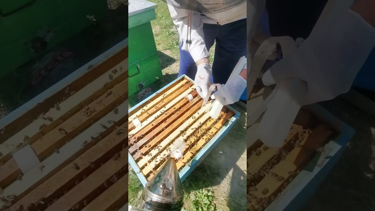 Trajtimi i bleteve me acid oksalik dhe glicerine. 🐝🐝#bee #beecolony #beehive #beefarm #beelife