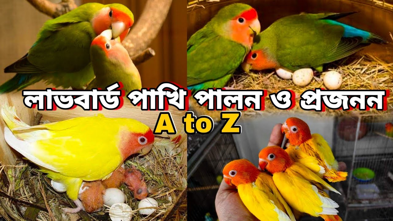 লাভবার্ড পাখি পালন ও ব্রিডিং | How To Breed Lovebird Easily | লাভবার্ড পাখির ডিম বাচ্চা করানোর উপায়