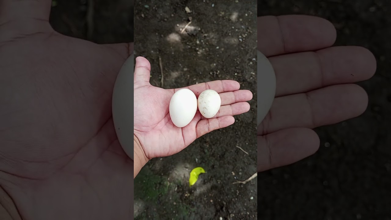 Fertile or Not Fertile? #fertileeggs #sabonginternational #breeding #breedingsetup