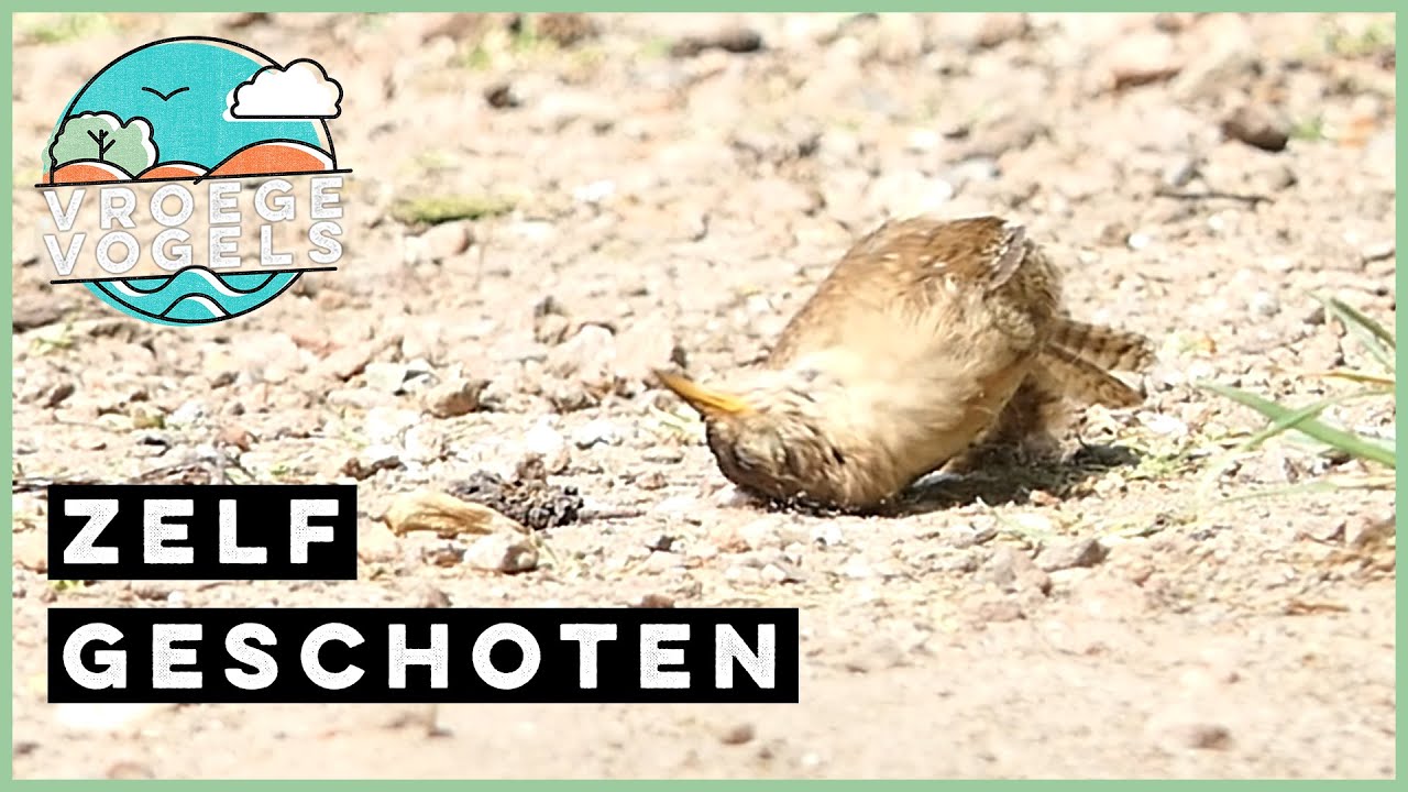 Wilde winterkoning in het zand | Zelf Geschoten | Vroege Vogels