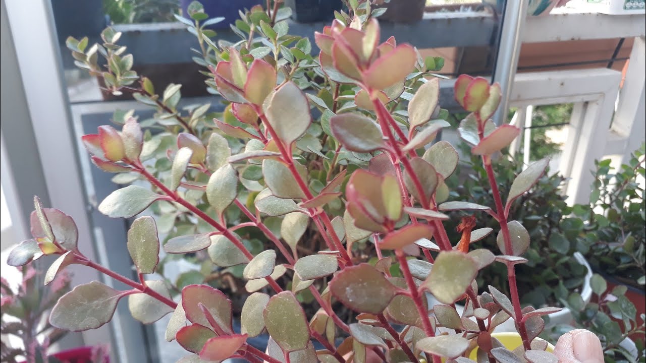 Kalanchoe Mangini budama ,dikim ,çoğaltma /Kalanşo Bakımı