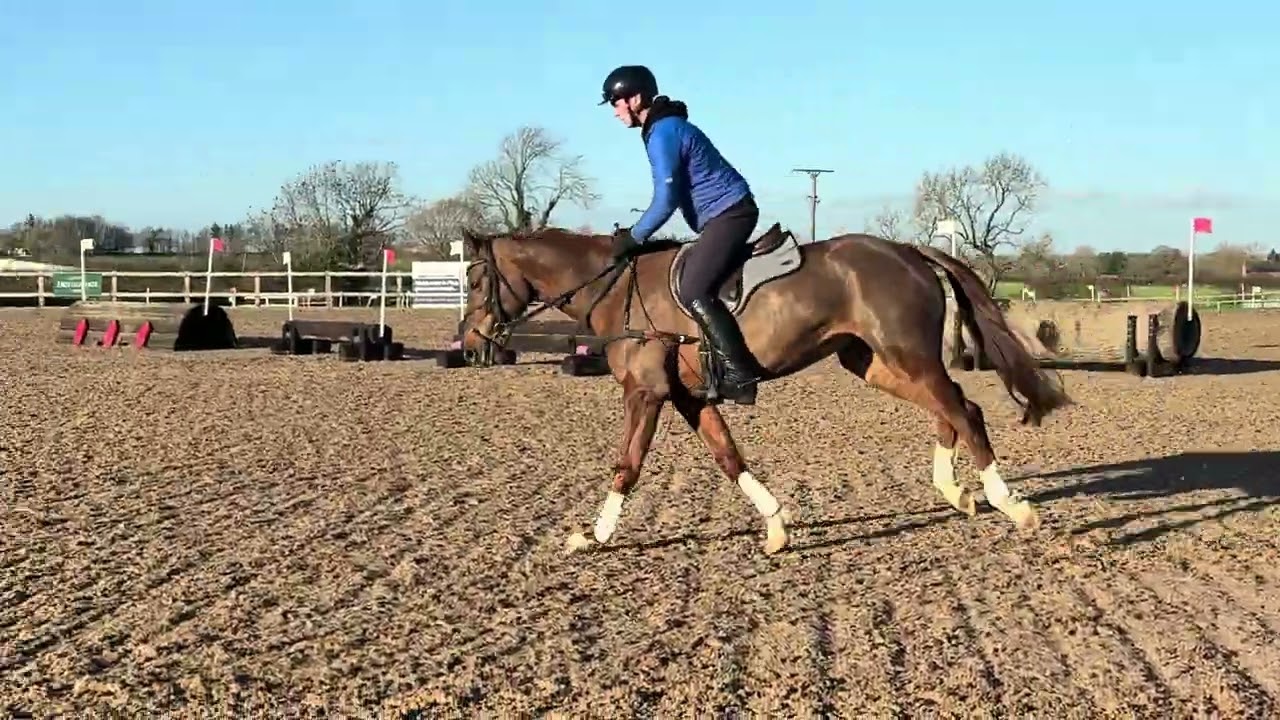 Didi - rising 5 yrs 16.1h mare by Party Trick x (Cordalme Z / Accord) 