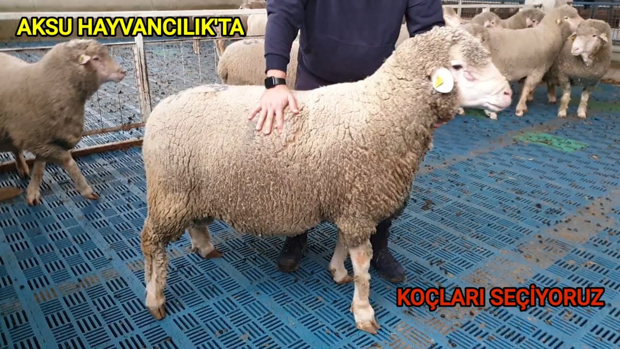 KOYUNLARLA BULUŞTURDUK KOÇLARA BAYILDIM | BANDIRMA'NIN SÜPER KOÇLARINI GÖRÜNCE
