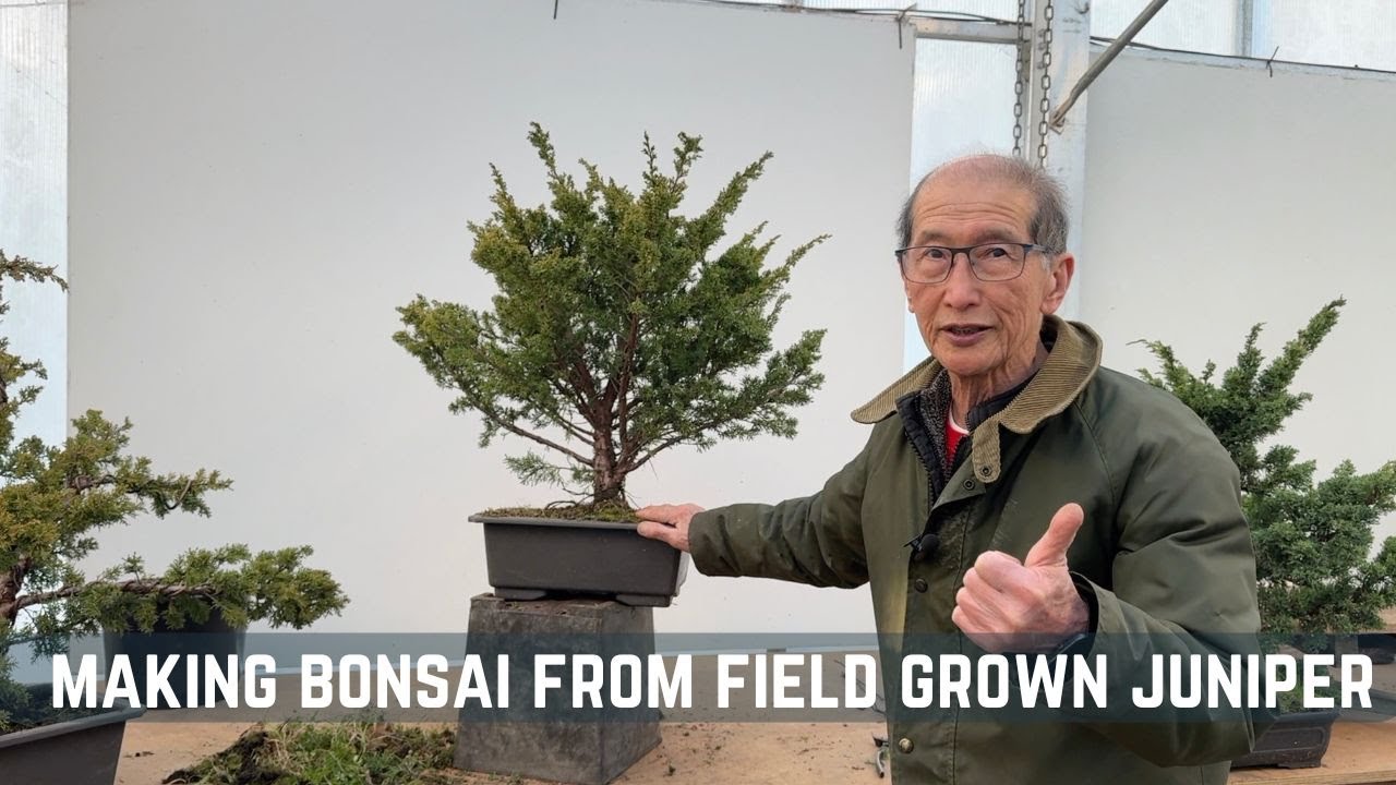 Making Bonsai from Field Grown Juniper