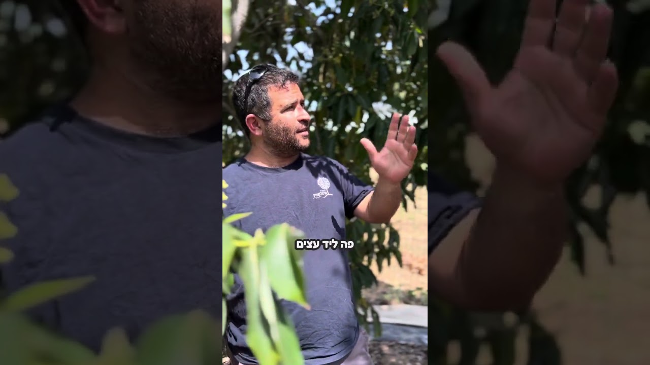 סרטון מרתק על עץ אבוקדו בשיתוף פעולה עם חקלאית שמגדלת מטעי אבוקדו