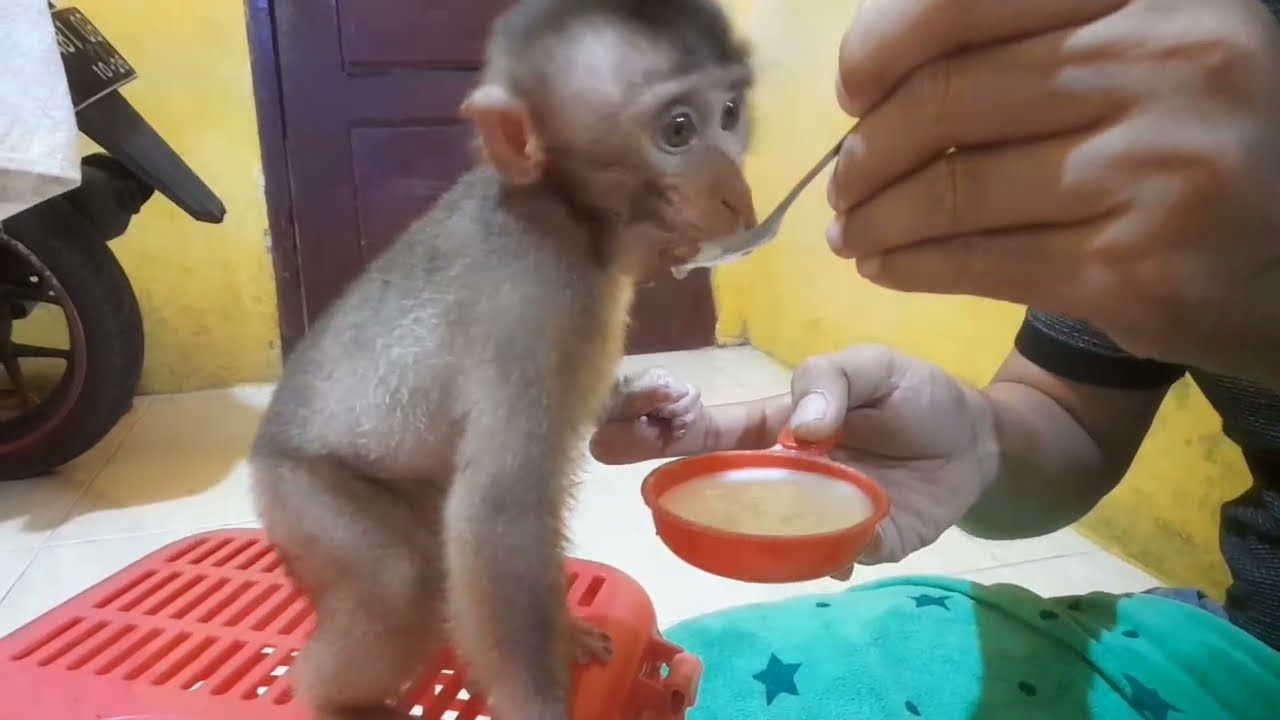 Anak monyet kebiasaan caca sebelum tidur makan bubur dulu
