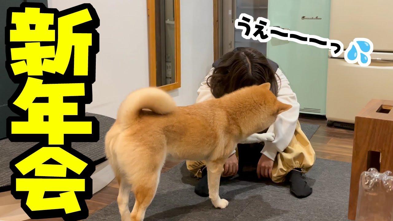 初めての新年会で酔って帰宅し座り込んでしまう娘を心配する柴犬…まさかの事態に我が家は大騒ぎに