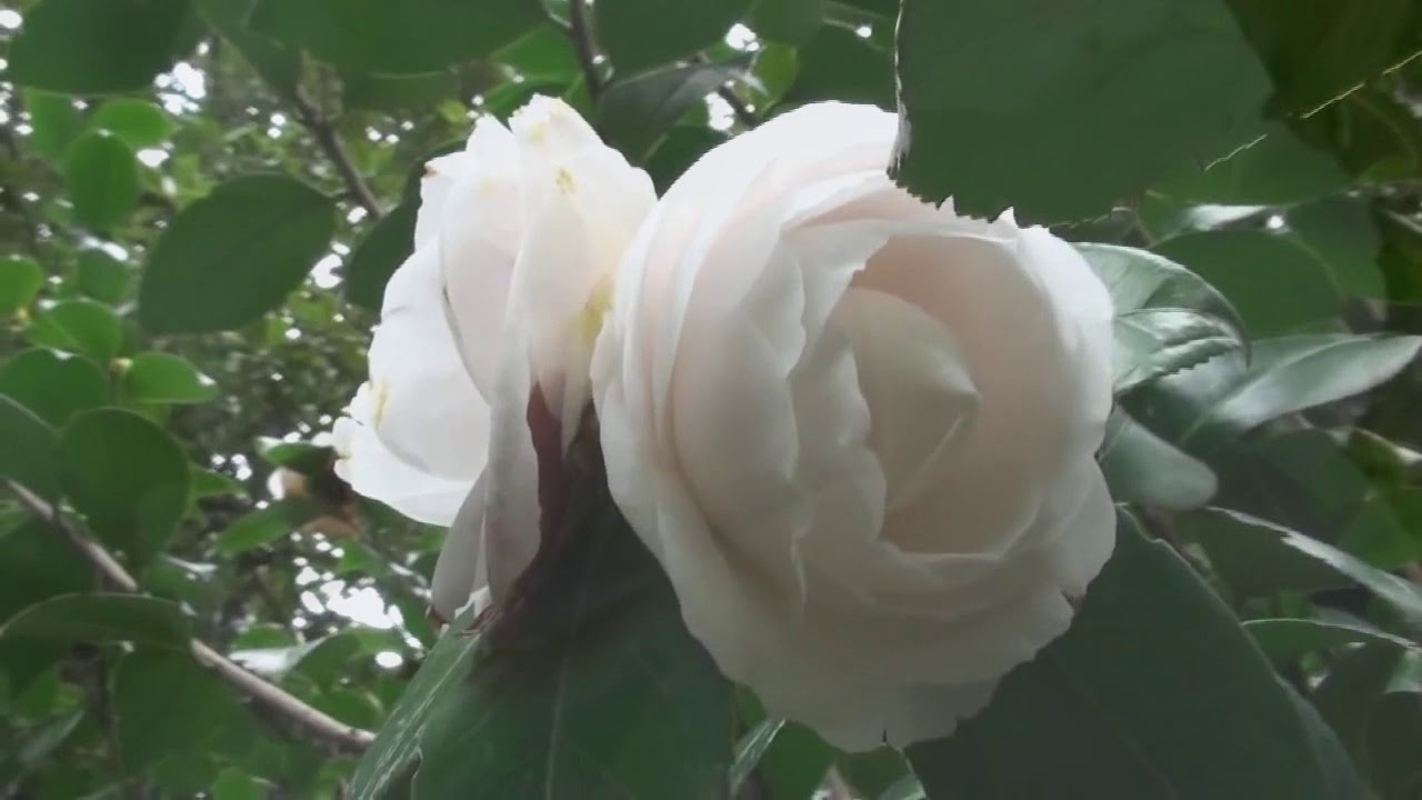 As flores que Deus nos deu