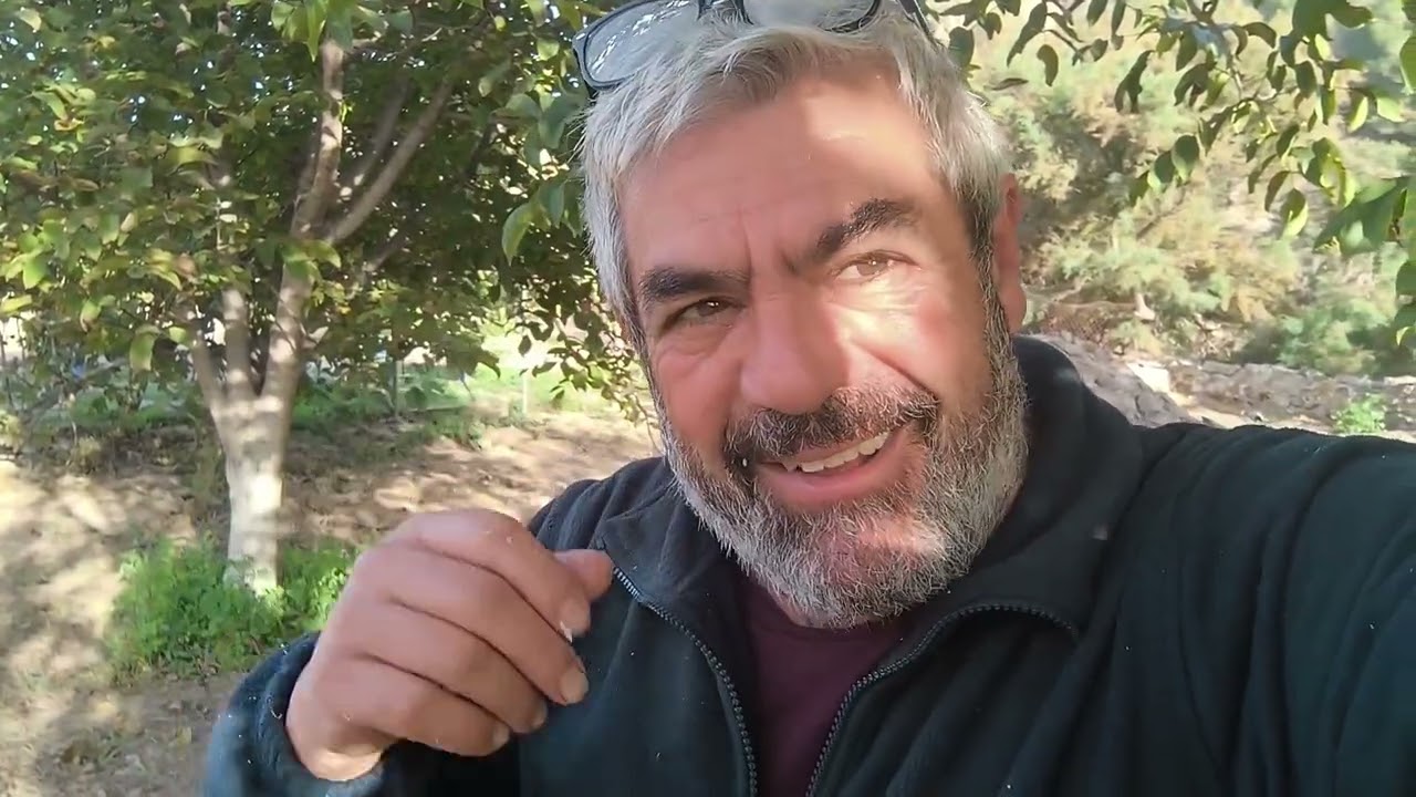 Como recuperar las chumberas o nopales  después de un ataque de Carminia (cochinilla algodonosa)