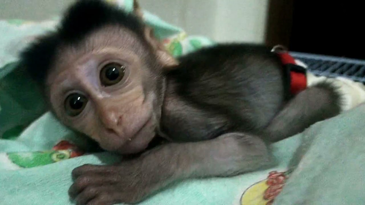 Cute Baby Monkey Wakes Up In The Afternoon