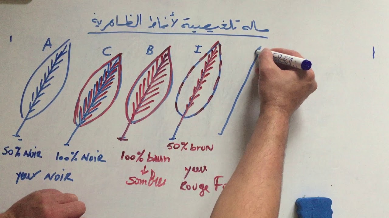 شرح بعض نمط الظاهري لطفرات الكناري الميلانين