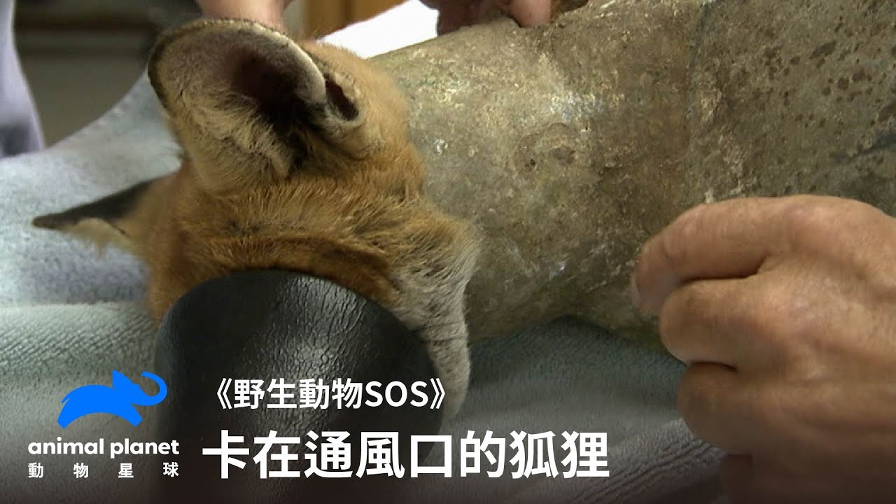 卡在通風口的狐狸，小狐狸的第一次也是營救人員的第一次😱｜野生動物SOS｜動物星球頻道