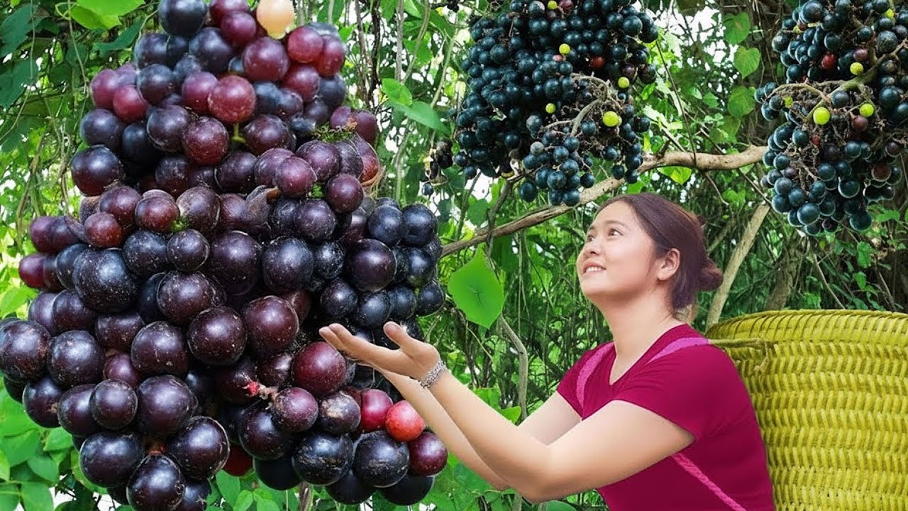 TIMELAPSE – Harvesting Expensive Grapes, Mulberry, Papaya & Many Other Fruits | Farm 4K