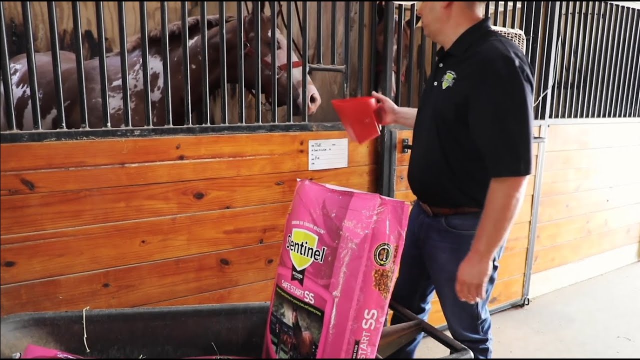 Sentinel Safe Start: Extruded Horse Feed