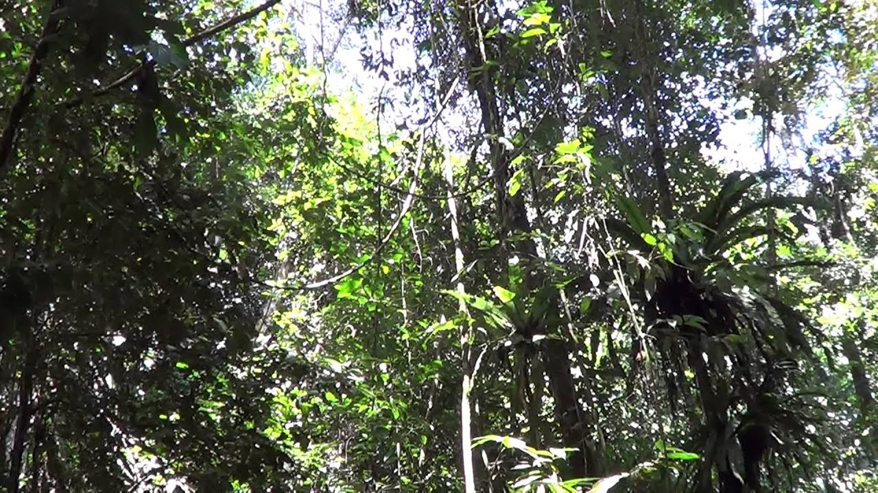 Sound of the Great Argus Pheasant (Argusianus argus) in Borneo