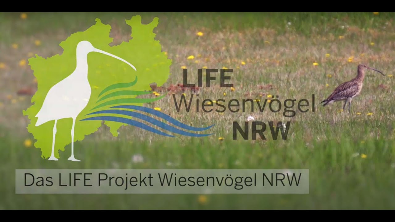 Brütende Wiesenvögel schützen.