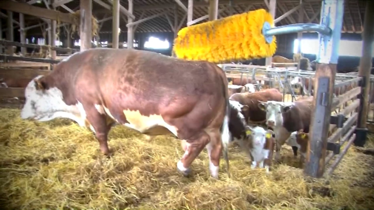 EasySwing Maxi, Midi and Mini cattle brush , cow brush, kuhb&uuml;rste