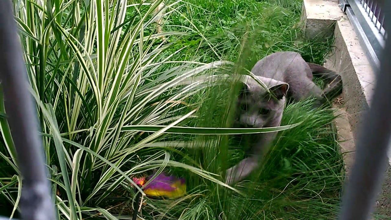 Malo joue dans les graminées, chat bleu russe