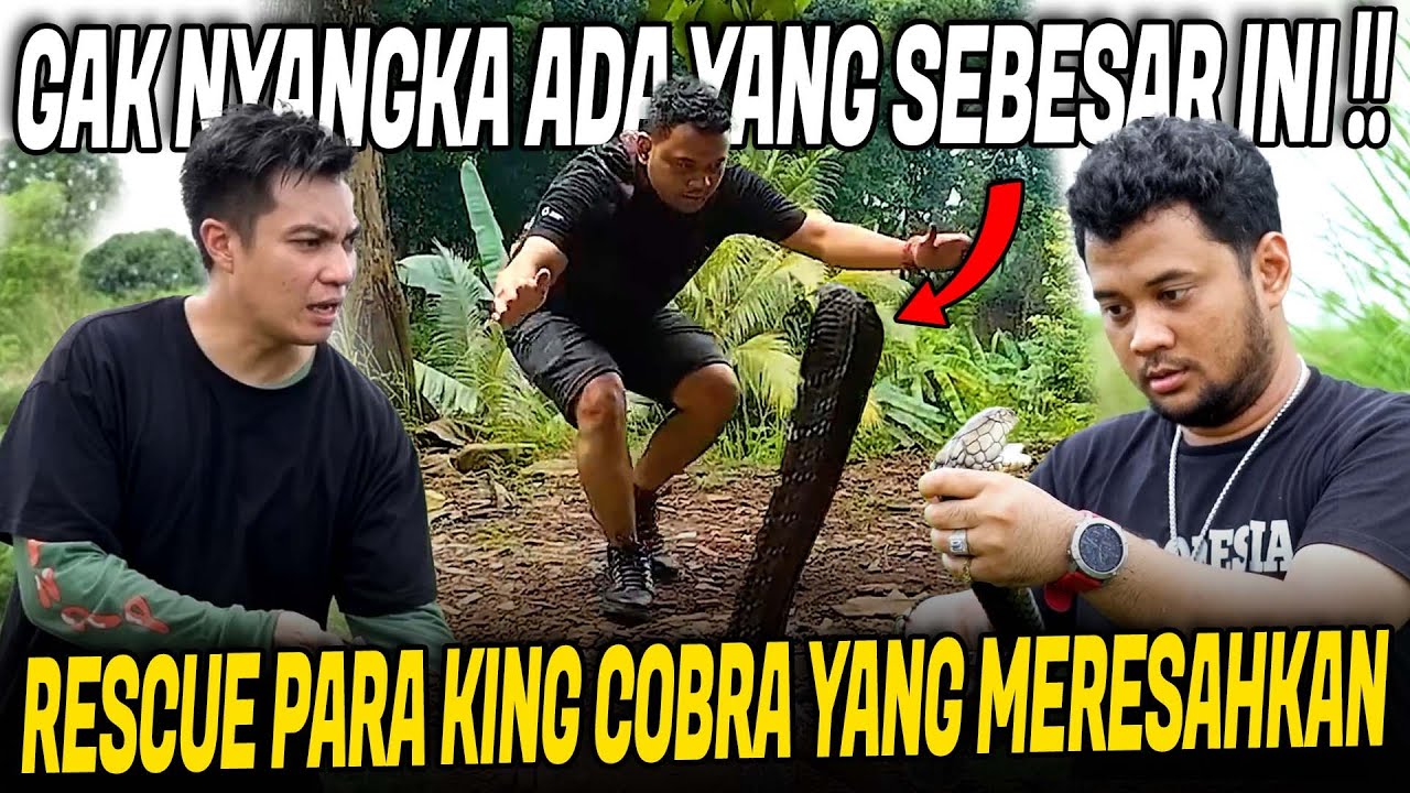 TEROR KING COBRA BESAR BIKIN WARGA RESAH!! KOMPILASI PANJI RESCUE ULAR