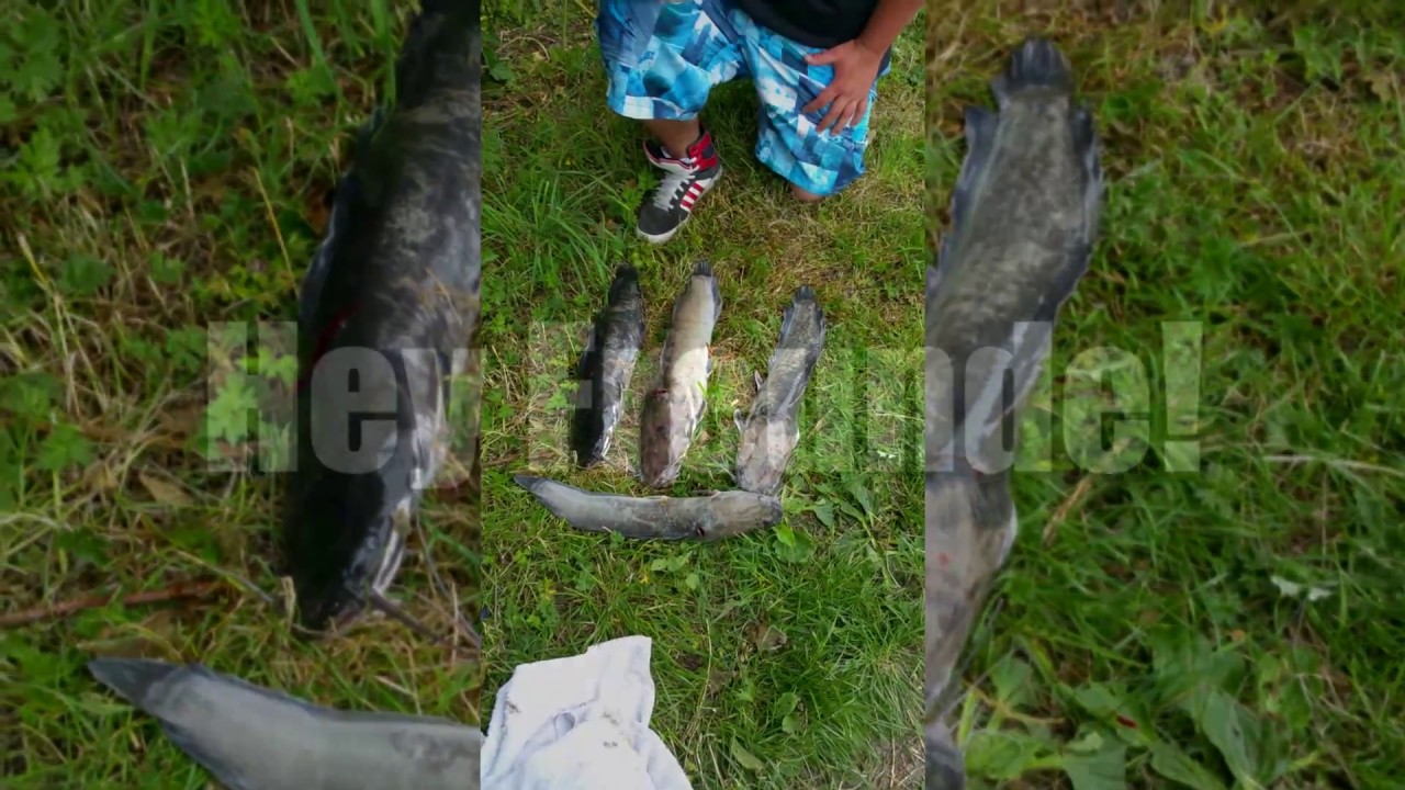Angeln auf Afrowelse am Forellensee - Selfmade Fishing #010