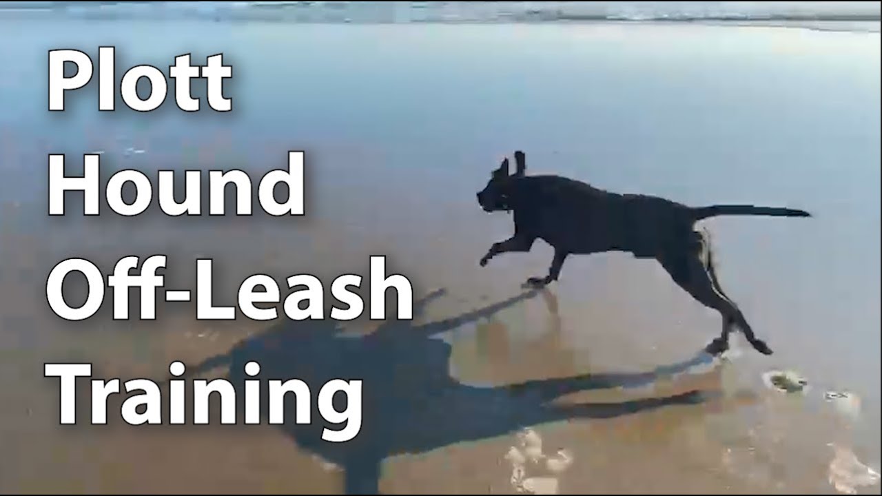 Plott Hound Off-Leash Training