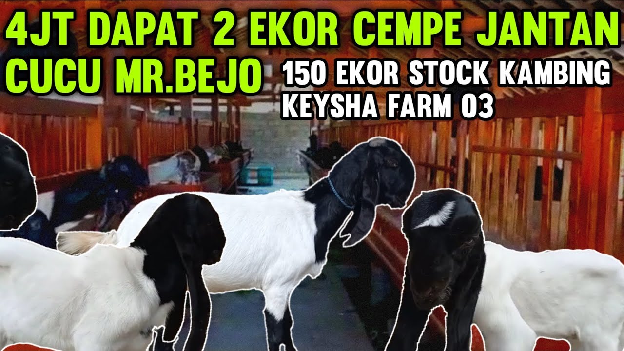 4 JUTA DOROAN BUNTING ‼️ HARGA EKONOMIS FREE ONGKIR KAMBING PE KALIGESING DI KEYSHA FARM 03
