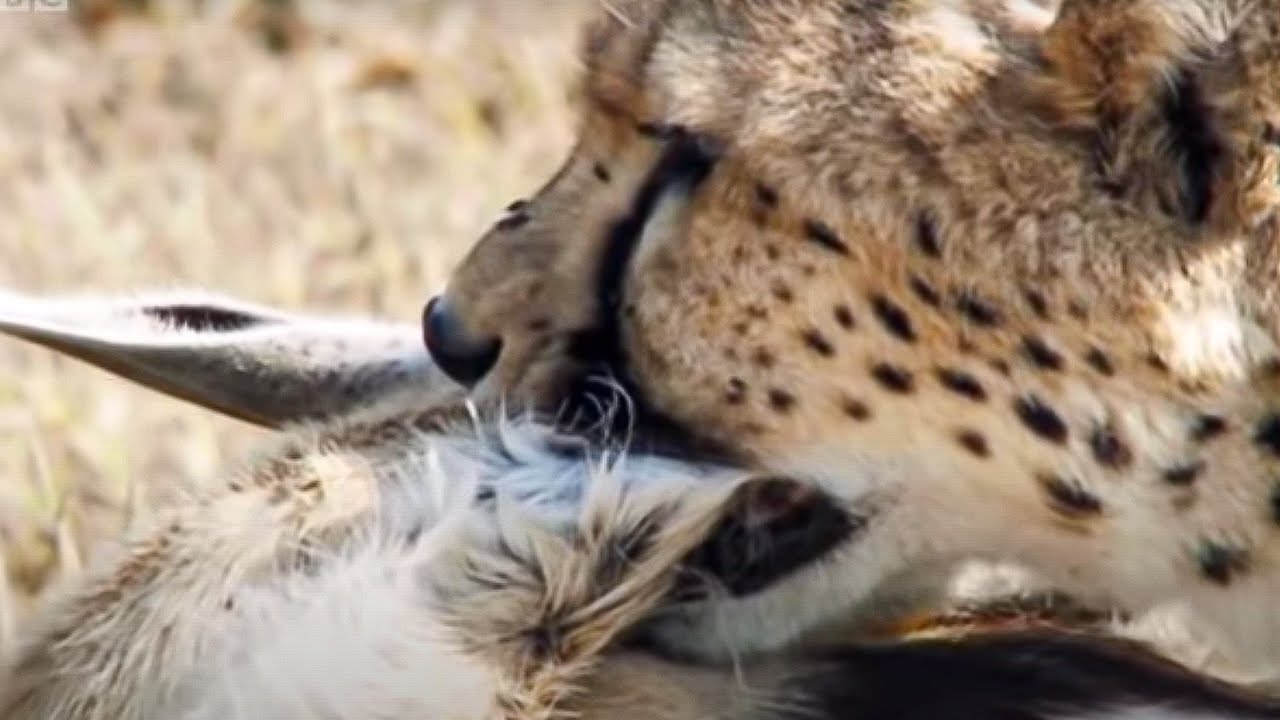 Cheetah Chases Gazelle | Inside the Perfect Predator | BBC Studios