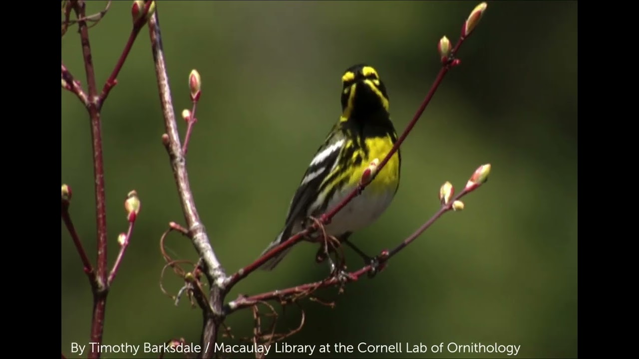 Townsend&rsquo;s Warbler