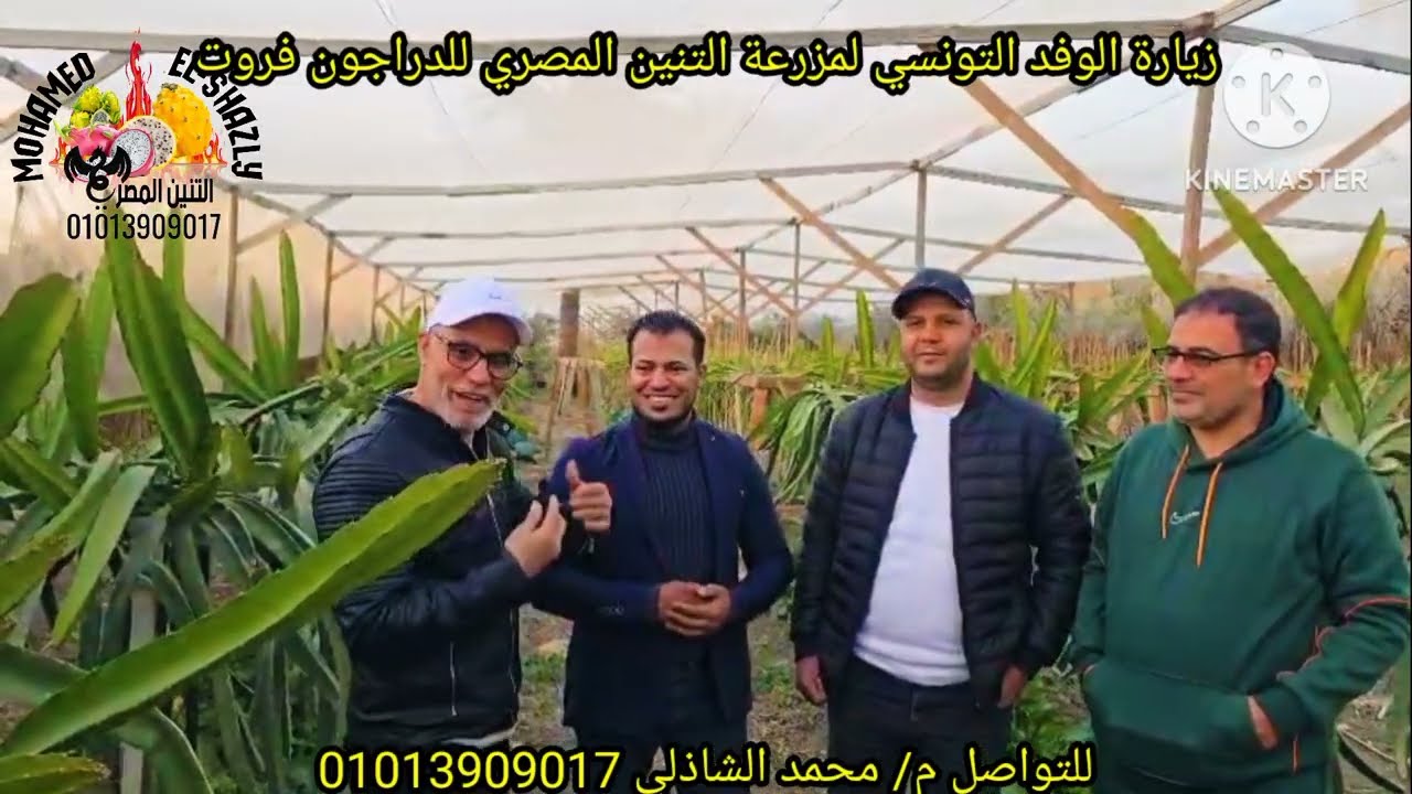 ​من تونس إلى مصر الوفد التونسي يوثق نجاحات التنين المصري محمد الشاذلي في زراعة الدراجون فروت