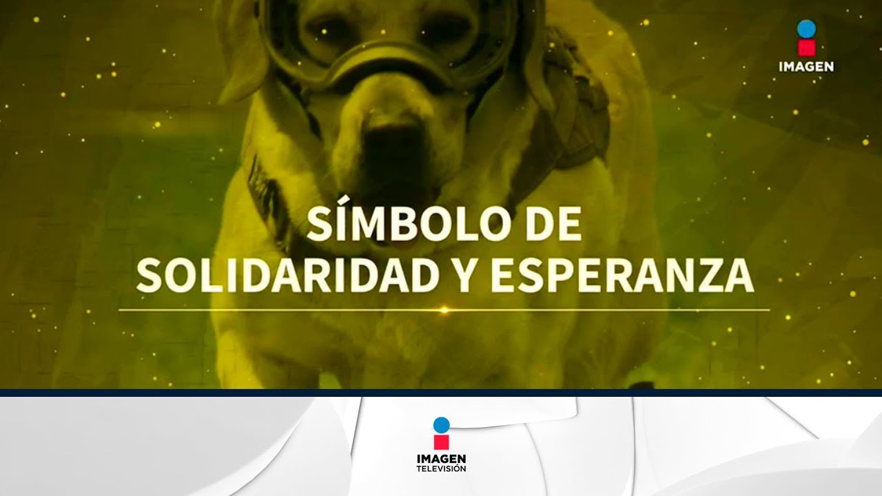 Frida, la perrita rescatista que se ganó el corazón de los mexicanos | Noticias con Francisco Zea