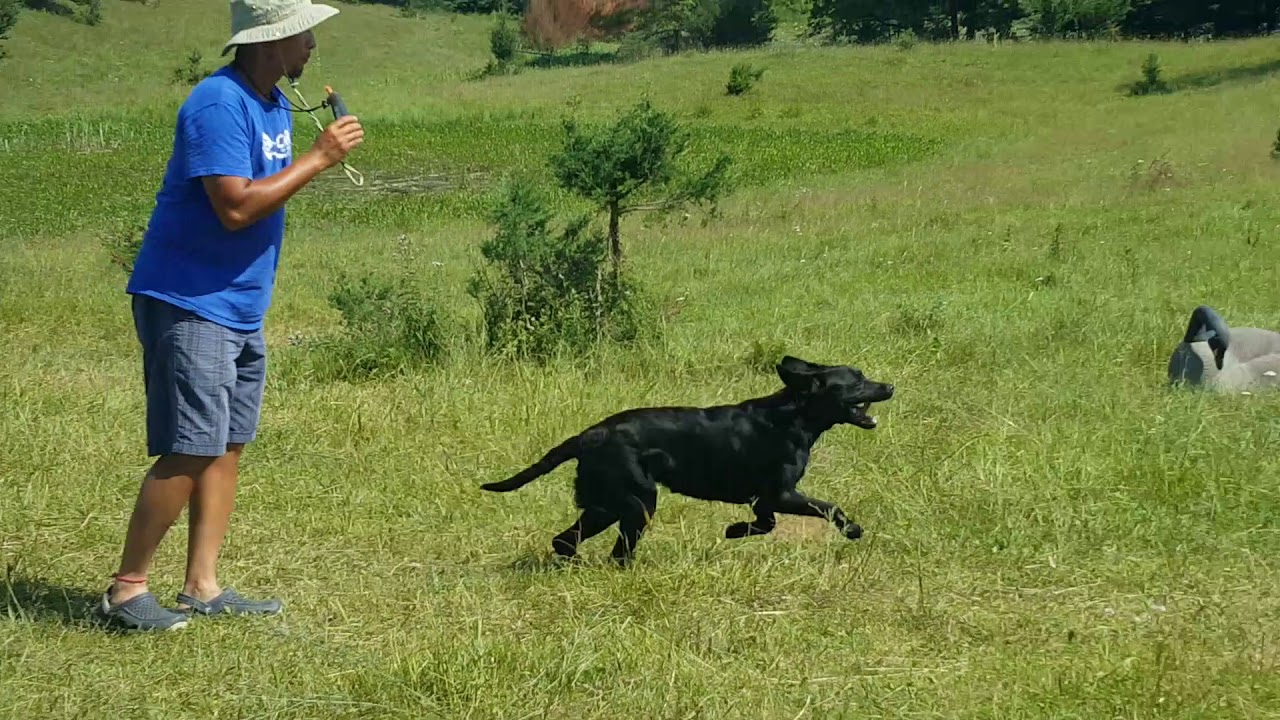 AKC SR Hunt Test Lexus