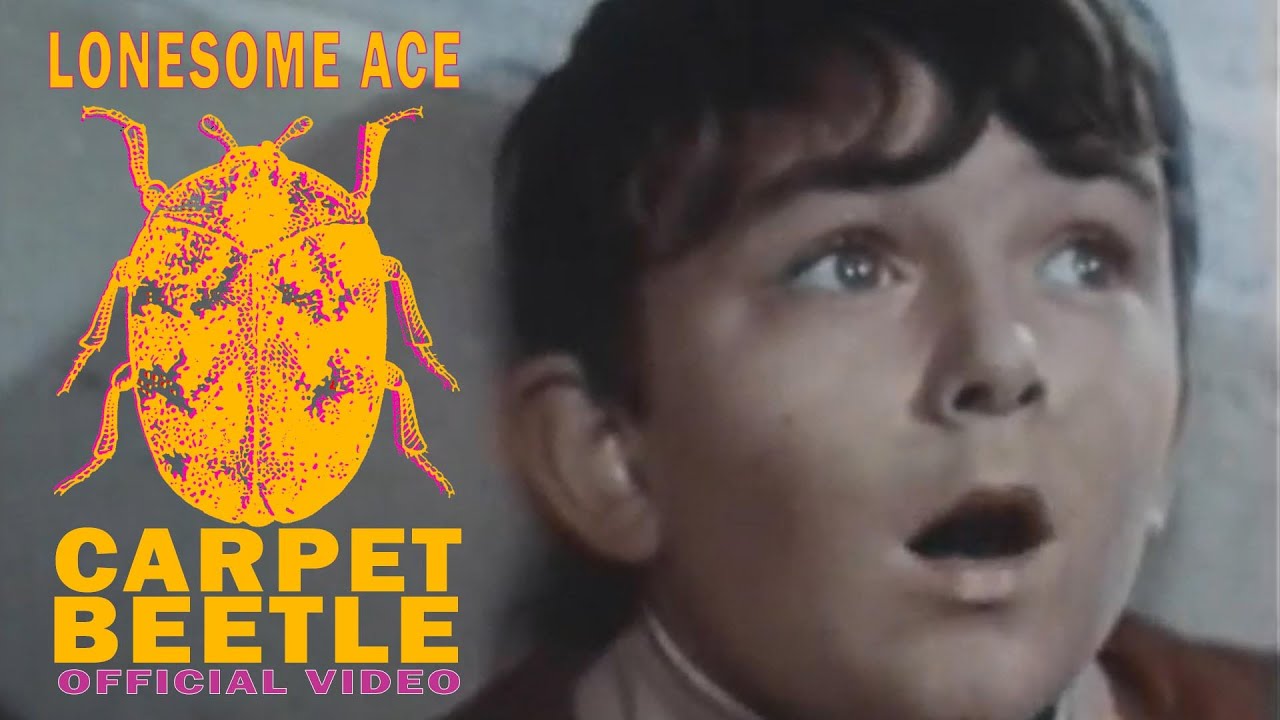 Carpet Beetle - Official Video