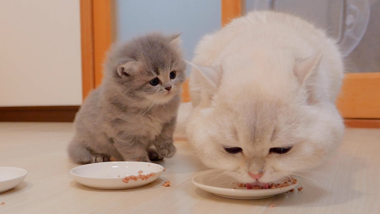 Милый котёнок с любопытством смотрит на своего папу-кота, который ест...
