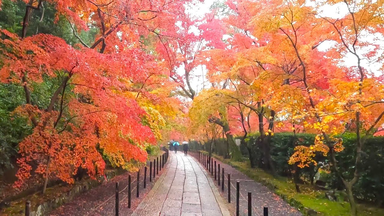 光明寺の紅葉2025