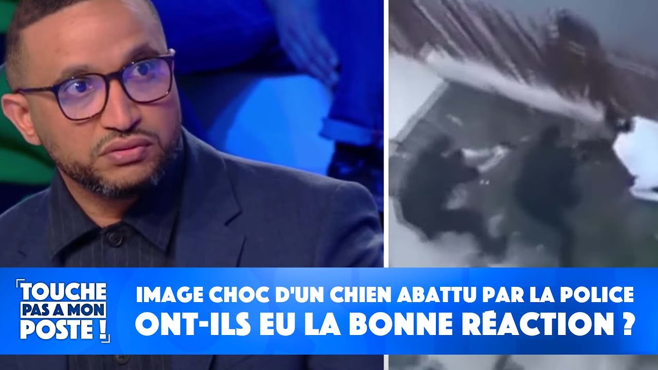 Image choc d'un chien abattu par la police : ont-ils eu la bonne réaction ?